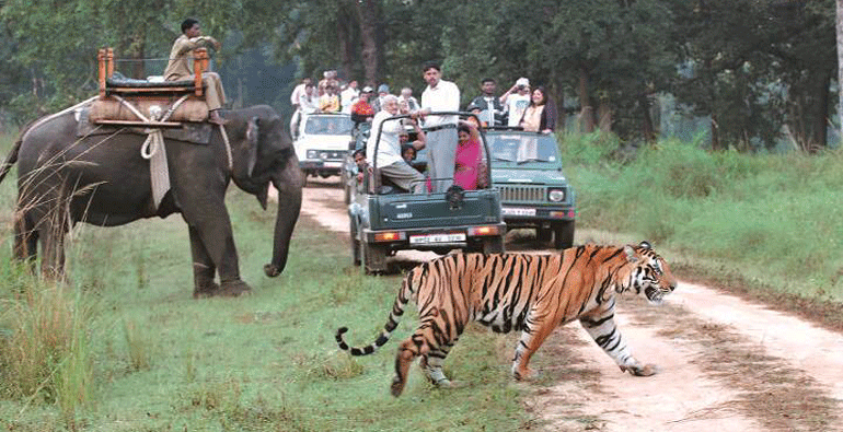 jungle safari